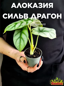 Алоказия Сильвер Драгон (Alocasia Silver Dragon) D6см