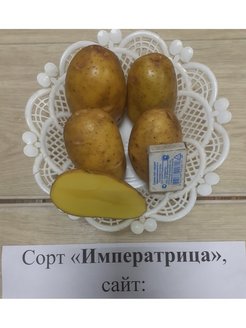 Картофель императрица фото и описание