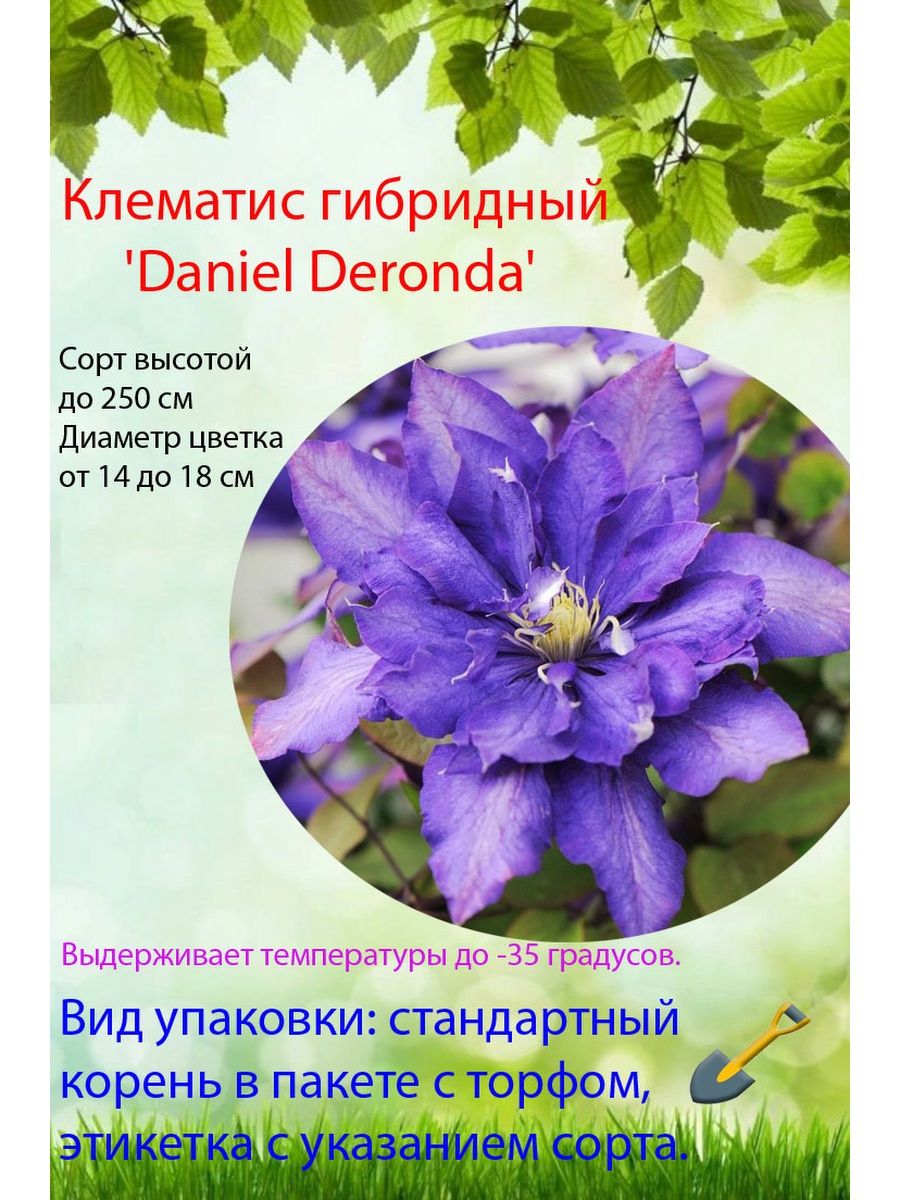 Клематис Daniel Deronda