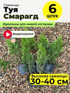 Туя западная Смарагд морозостойкая набор