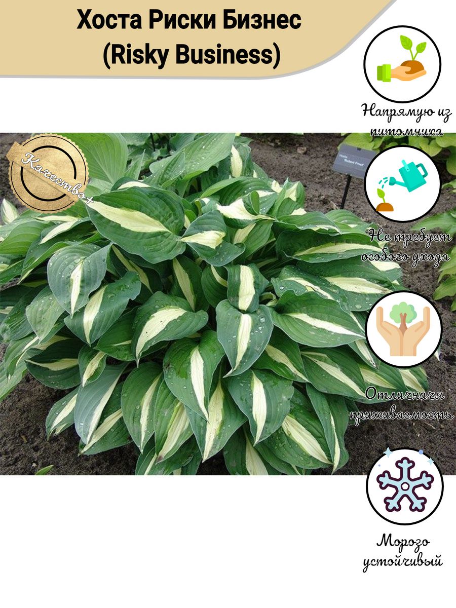 Хоста Hosta Risky Business