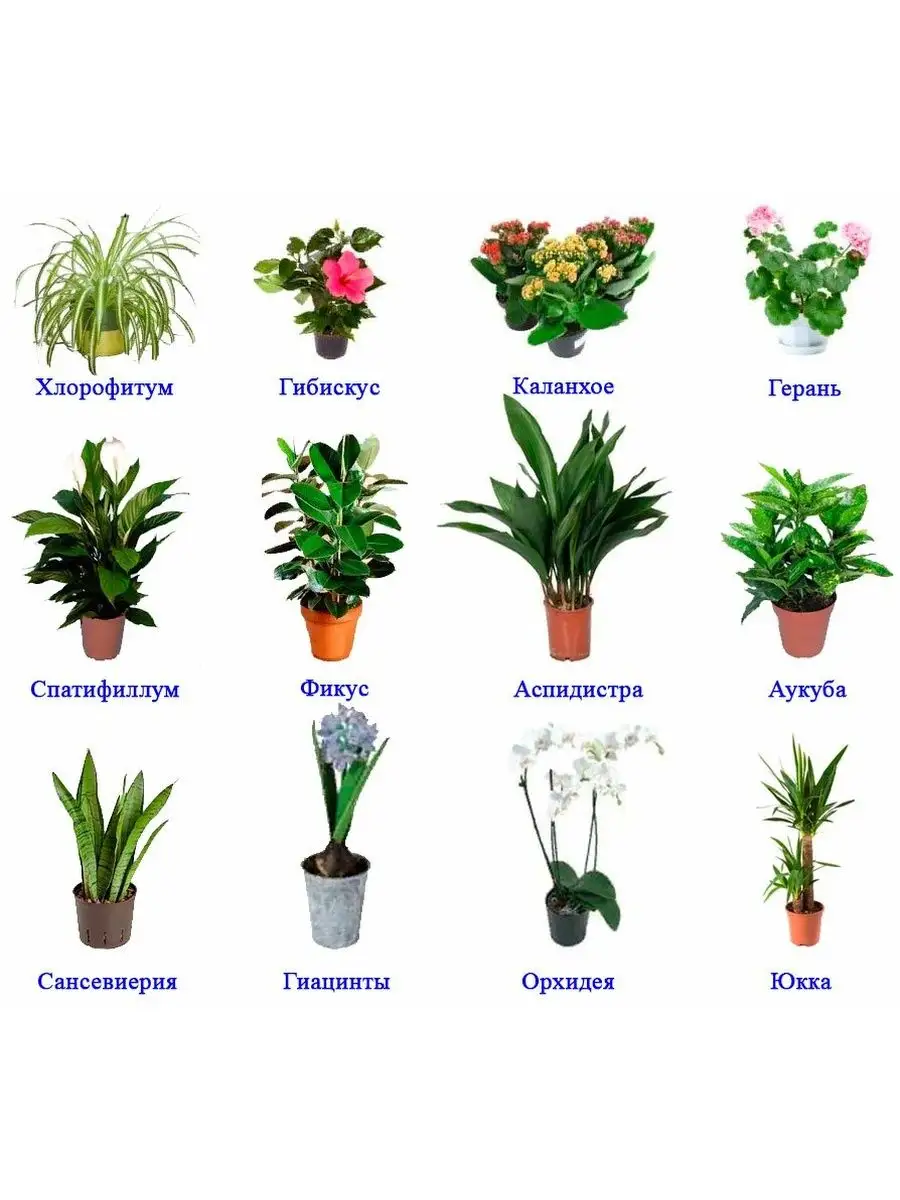 Что нужно для домашнего растения. Комнатные растения. Декоративные комнатные растения. Комнатные цветы с названиями. Название домашних цветов.