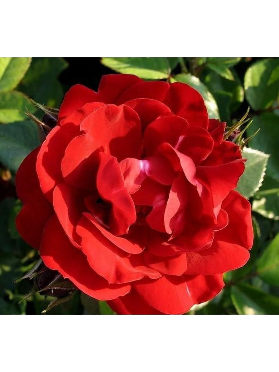 роза канадская ванкувер описание сорта