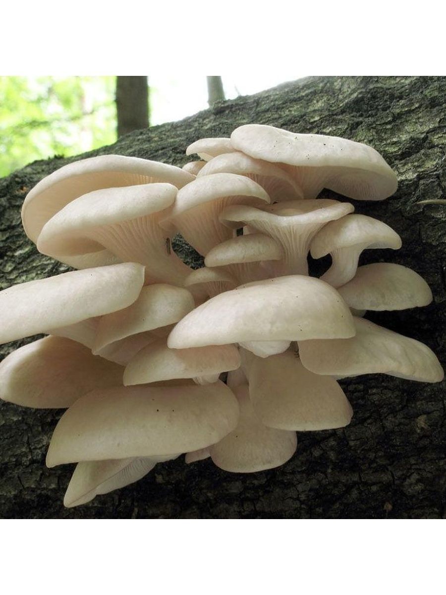 виды грибов вешенок фото