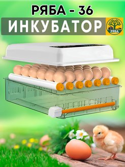 Инкубатор ряба 64