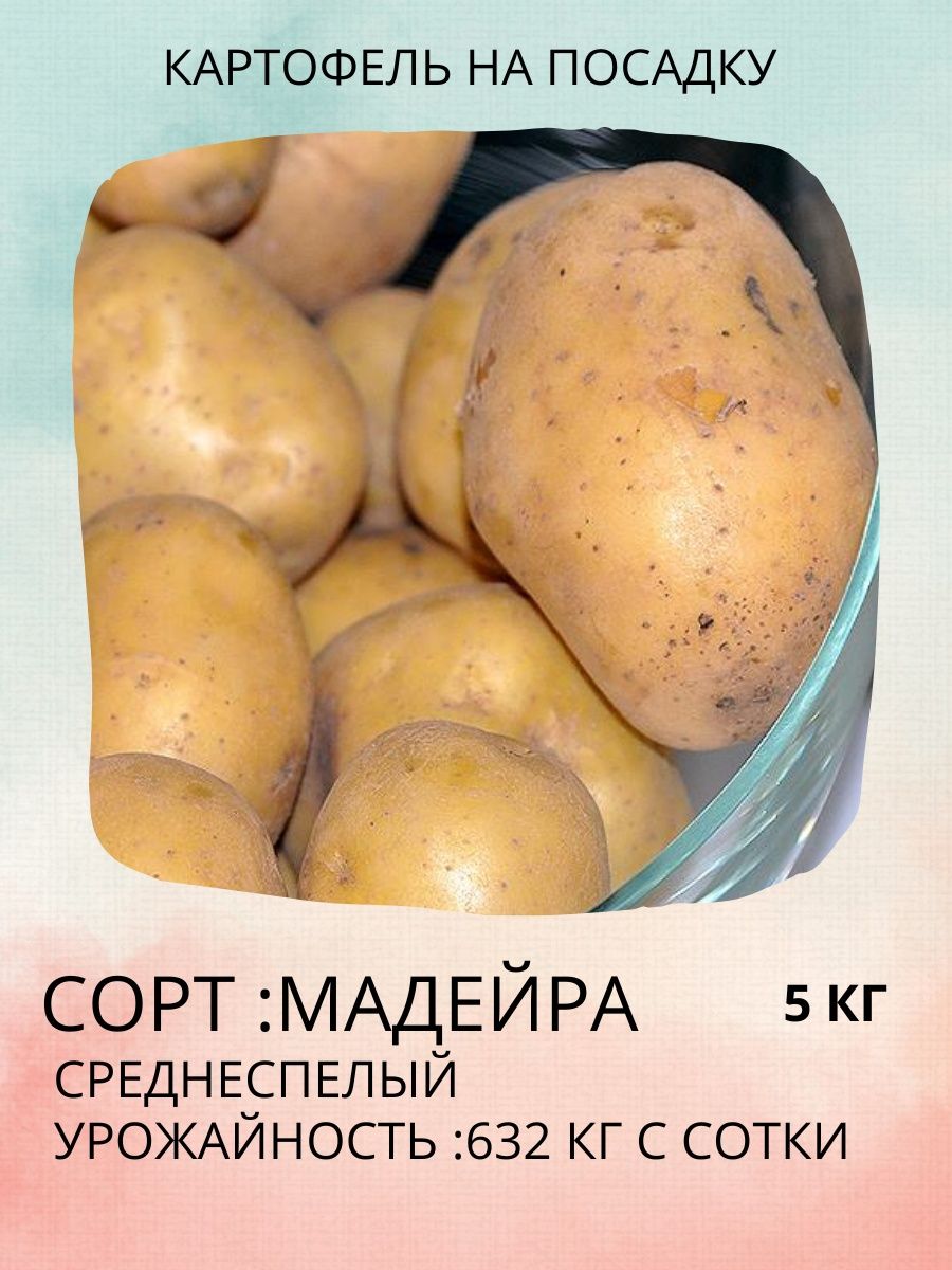 Семенной картофель. Картофель выгодно. 5 Кг картошки.