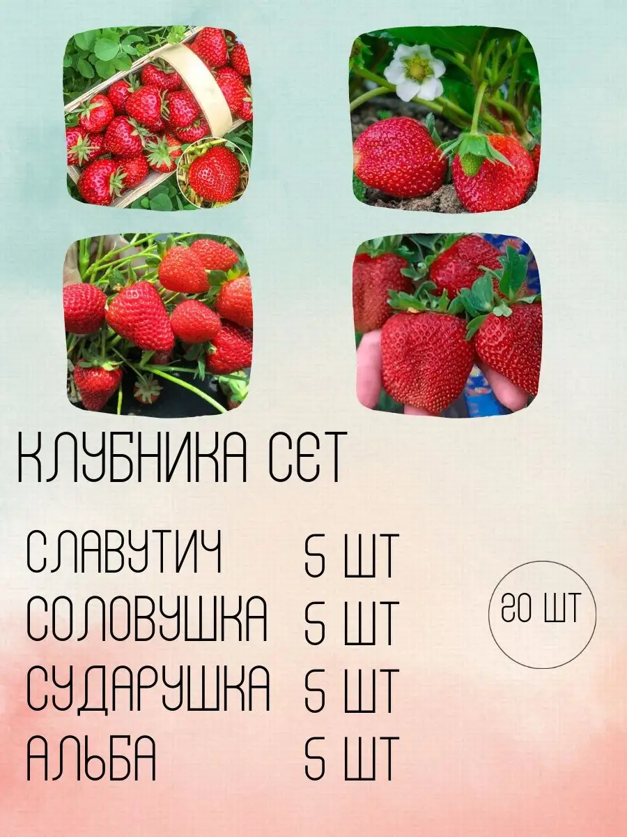 Сорт клубники Соловушка