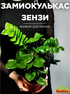 Замиокулькас Зензи (Zamioculcas Zenzi) D14см