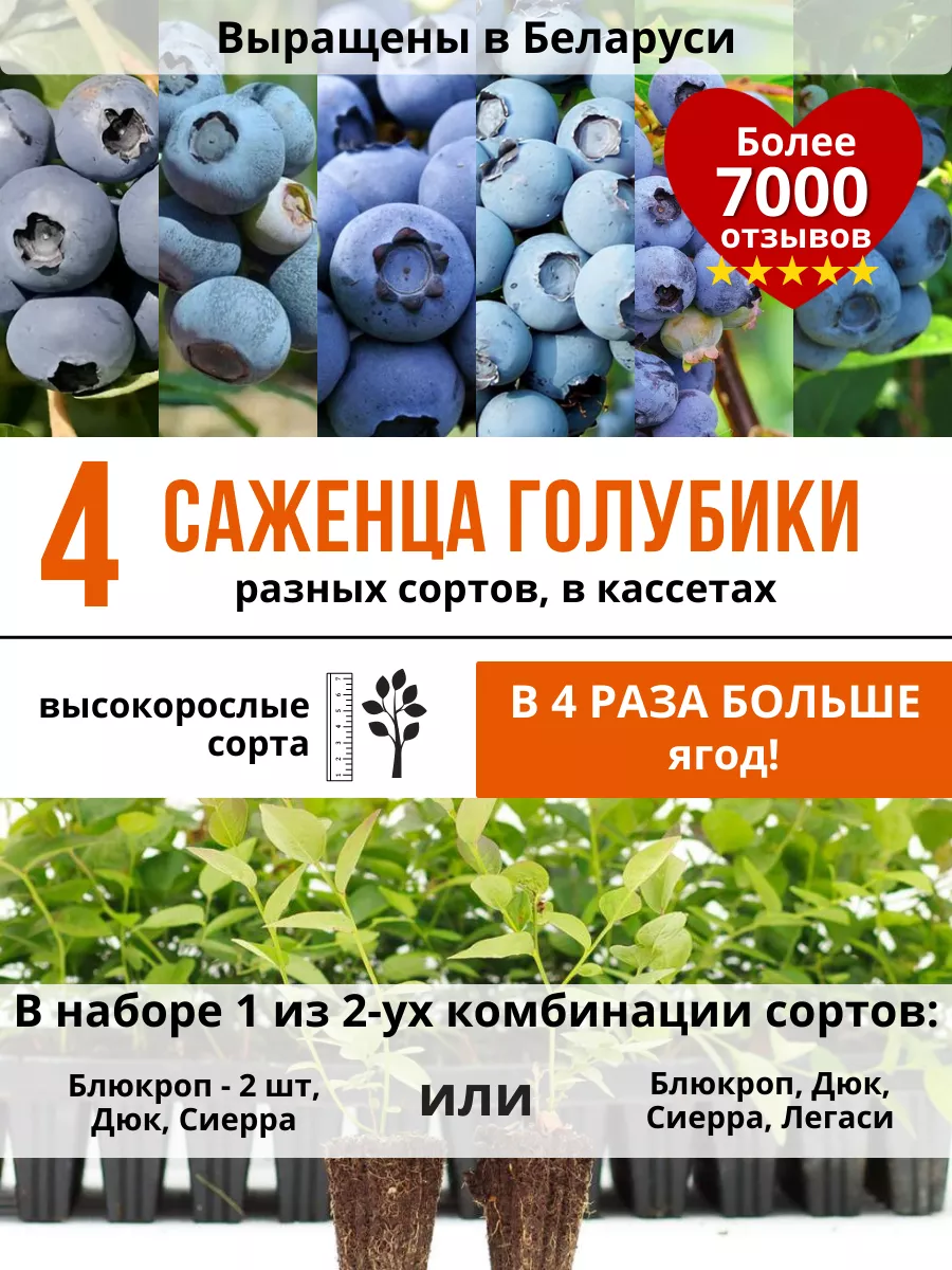 Саженцы голубики в кассете 25 см, 4 шт Растения из Беларуси 164735405купить в интернет-магазине Wildberries
