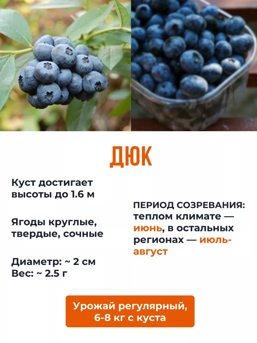 Саженцы голубики в кассете 25 см, 4 шт Растения из Беларуси 164735405 купитьв интернет-магазине Wildberries