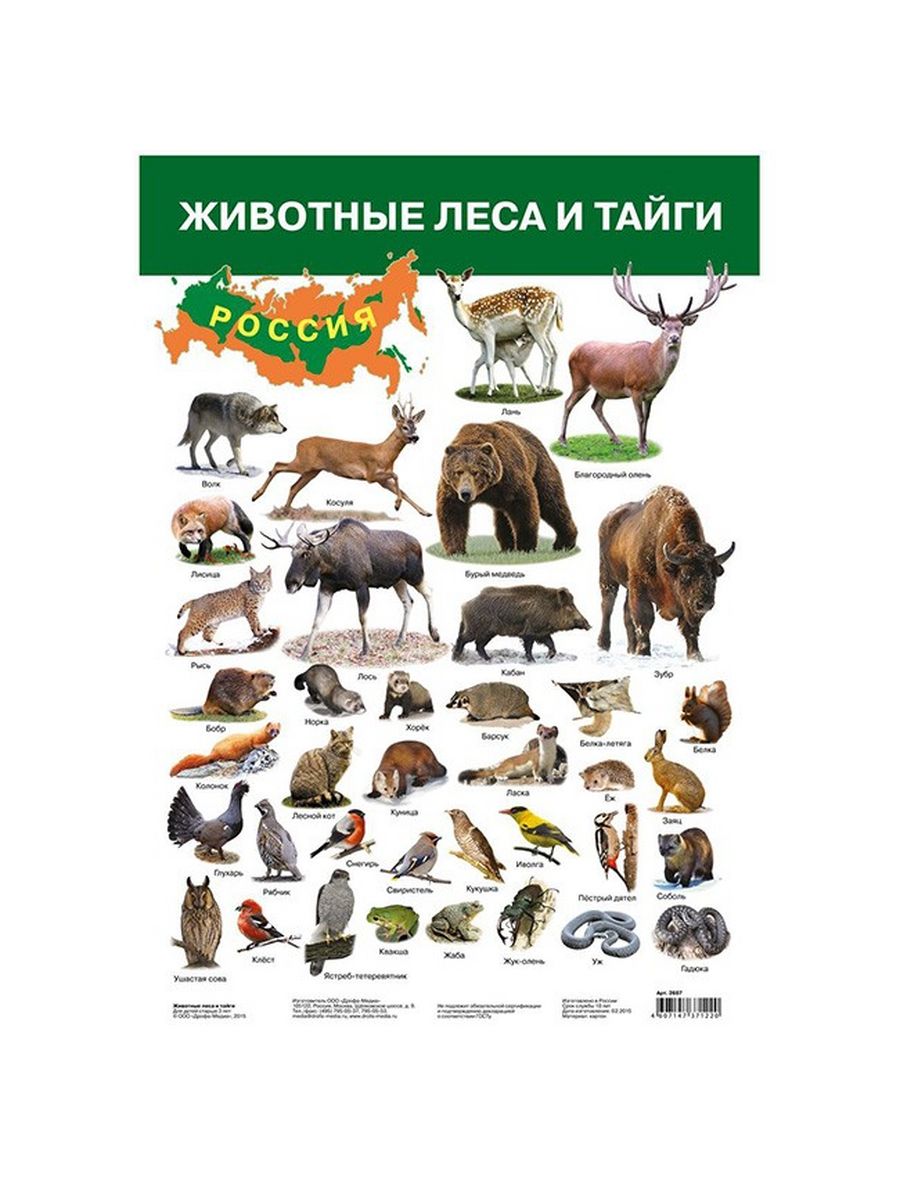 Животные список. Плакат Лесные животные. Лесные животные список. Лесные животные плакат для детей. Плакат. Животные России.