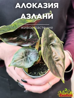 Алоказия Азлани (Alocasia Azlanii) D6см