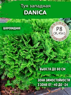 Туя западная Danica