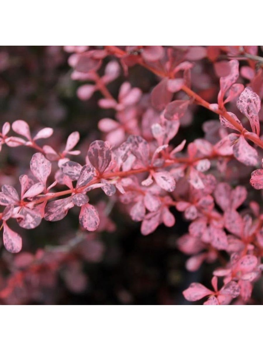 Сорта барбариса. Барбарис Тунберга 'Rose Glow'. Барбарис Тунберга (Berberis thunbergii). Барбарис Тунберга (Berberis thunbergii Atropurpurea). Барбарис ТУМБЕРГА Рози Глоу.