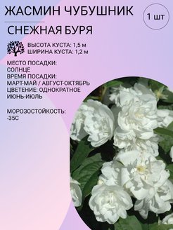 Чубушник букет бланк фото и описание