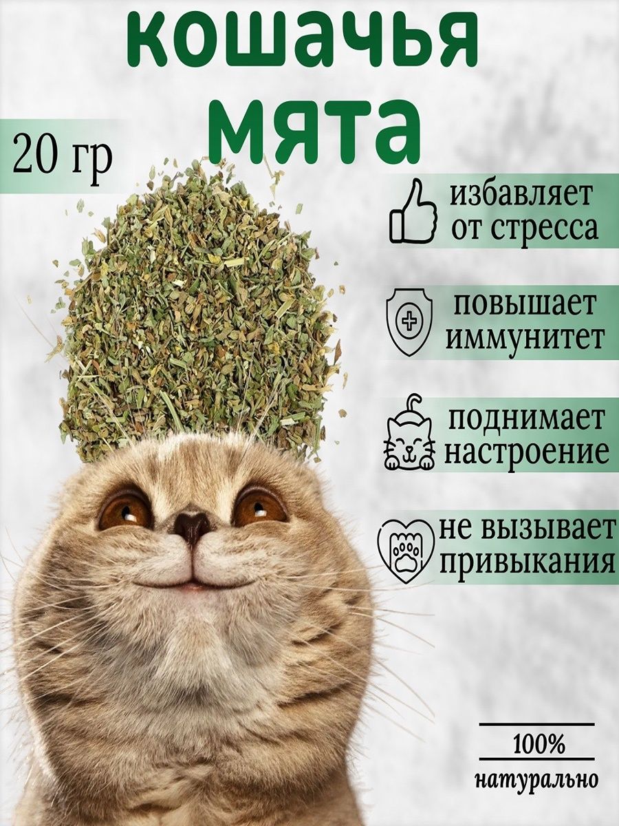 ты моя кошачья мята манга 54 глава фото 49