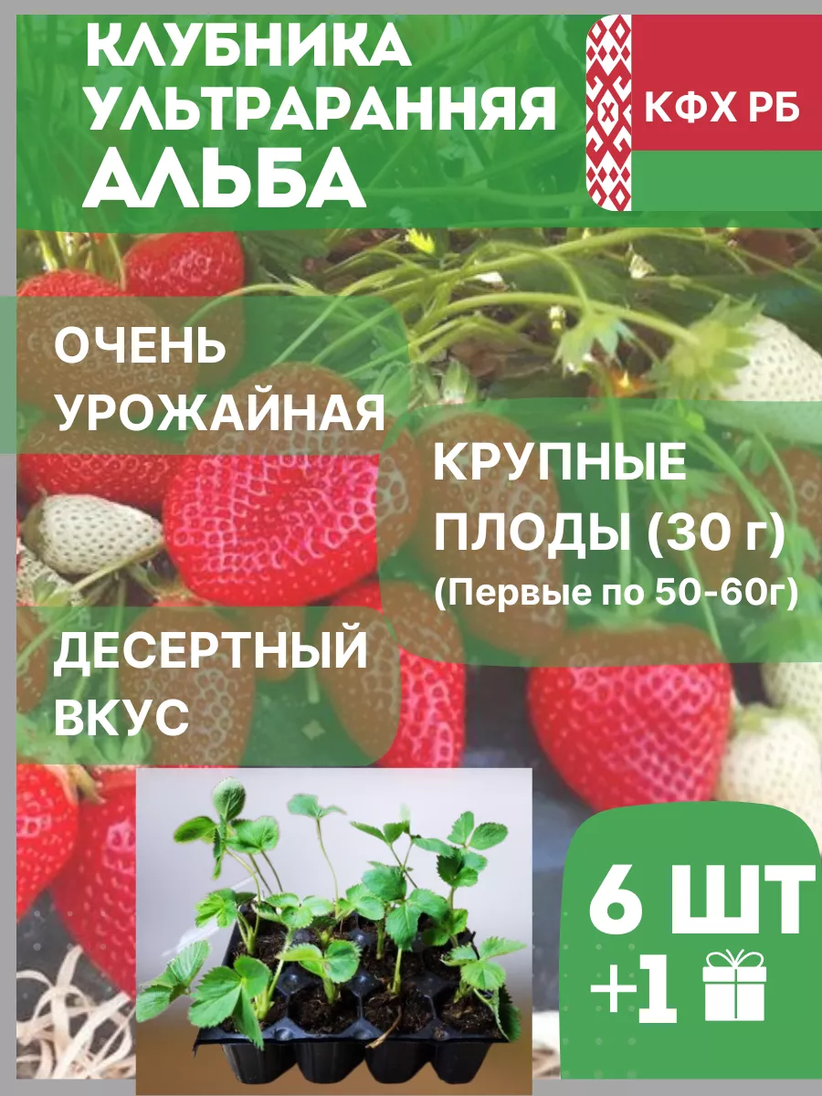 Клубника Альба ранняя саженец Белорусские саженцы 165473763 купить за 592 ₽в интернет-магазине Wildberries